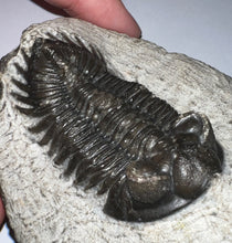 Load image into Gallery viewer, Huge Rare Moroccan Fossil Trilobite Coltraneia 2+ Inches