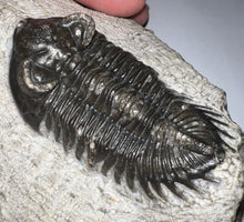 Load image into Gallery viewer, Huge Rare Moroccan Fossil Trilobite Coltraneia 2+ Inches