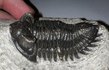 Load image into Gallery viewer, Huge Rare Moroccan Fossil Trilobite Coltraneia 2+ Inches
