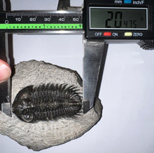 Load image into Gallery viewer, Huge Rare Moroccan Fossil Trilobite Coltraneia 2+ Inches