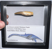 Load image into Gallery viewer, Framed Plesiosaur Teeth One per Order 1.5 to 1.75 Inches! Dinosaur Era Marine Reptile!