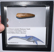 Load image into Gallery viewer, Framed Plesiosaur Teeth One per Order 1.5 to 1.75 Inches! Dinosaur Era Marine Reptile!