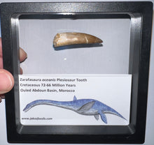 Load image into Gallery viewer, Framed Plesiosaur Teeth One per Order 1.5 to 1.75 Inches! Dinosaur Era Marine Reptile!