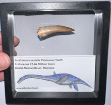 Load image into Gallery viewer, Framed Plesiosaur Teeth One per Order 1.5 to 1.75 Inches! Dinosaur Era Marine Reptile!