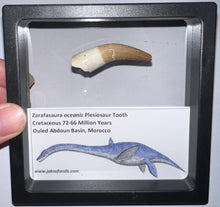 Load image into Gallery viewer, Framed Plesiosaur Teeth One per Order 1.5 to 1.75 Inches! Dinosaur Era Marine Reptile!