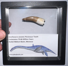 Load image into Gallery viewer, Framed Plesiosaur Teeth One per Order 1.5 to 1.75 Inches! Dinosaur Era Marine Reptile!