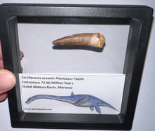 Load image into Gallery viewer, Framed Plesiosaur Teeth One per Order 1.5 to 1.75 Inches! Dinosaur Era Marine Reptile!