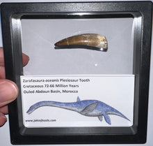 Load image into Gallery viewer, Framed Plesiosaur Teeth One per Order 1.5 to 1.75 Inches! Dinosaur Era Marine Reptile!