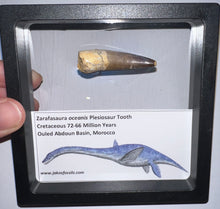 Load image into Gallery viewer, Framed Plesiosaur Teeth One per Order 1.5 to 1.75 Inches! Dinosaur Era Marine Reptile!