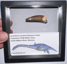 Load image into Gallery viewer, Framed Plesiosaur Teeth One per Order 1.5 to 1.75 Inches! Dinosaur Era Marine Reptile!