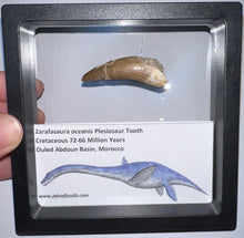 Load image into Gallery viewer, Framed Plesiosaur Teeth One per Order 1.5 to 1.75 Inches! Dinosaur Era Marine Reptile!