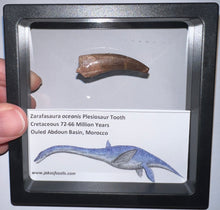 Load image into Gallery viewer, Framed Plesiosaur Teeth One per Order 1.5 to 1.75 Inches! Dinosaur Era Marine Reptile!