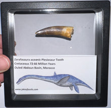 Load image into Gallery viewer, Framed Plesiosaur Teeth One per Order 1.5 to 1.75 Inches! Dinosaur Era Marine Reptile!