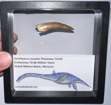Load image into Gallery viewer, Framed Plesiosaur Teeth One per Order 1.5 to 1.75 Inches! Dinosaur Era Marine Reptile!