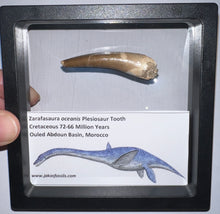 Load image into Gallery viewer, Large Framed Plesiosaur Teeth One per Order 2 to 2.25 Inches! Dinosaur Era Marine Reptile!