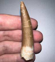 Load image into Gallery viewer, Monster size Framed Plesiosaur Tooth 2.52 Inches! Dinosaur Era Marine Reptile!