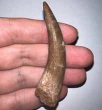Load image into Gallery viewer, Monster size Framed Plesiosaur Tooth 2.66 Inches! Dinosaur Era Marine Reptile!