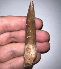 Load image into Gallery viewer, Monster size Framed Plesiosaur Tooth 2.66 Inches! Dinosaur Era Marine Reptile!