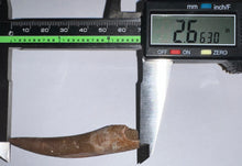 Load image into Gallery viewer, Monster size Framed Plesiosaur Tooth 2.66 Inches! Dinosaur Era Marine Reptile!