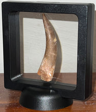 Load image into Gallery viewer, Monster size Framed Plesiosaur Tooth 2.66 Inches! Dinosaur Era Marine Reptile!