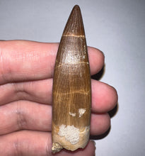 Load image into Gallery viewer, GEM Monster size Framed Plesiosaur Tooth 2.64 Inches! Dinosaur Era Marine Reptile!