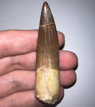 Load image into Gallery viewer, GEM Monster size Framed Plesiosaur Tooth 2.64 Inches! Dinosaur Era Marine Reptile!