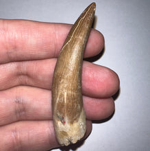 Load image into Gallery viewer, GEM Monster size Framed Plesiosaur Tooth 2.64 Inches! Dinosaur Era Marine Reptile! NO REPAIR!