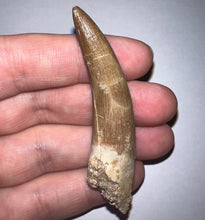 Load image into Gallery viewer, GEM Monster size Framed Plesiosaur Tooth 2.64 Inches! Dinosaur Era Marine Reptile! NO REPAIR!