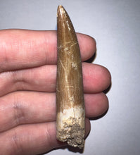Load image into Gallery viewer, GEM Monster size Framed Plesiosaur Tooth 2.64 Inches! Dinosaur Era Marine Reptile! NO REPAIR!