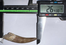 Load image into Gallery viewer, GEM Monster size Framed Plesiosaur Tooth 2.64 Inches! Dinosaur Era Marine Reptile! NO REPAIR!