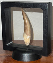 Load image into Gallery viewer, GEM Monster size Framed Plesiosaur Tooth 2.64 Inches! Dinosaur Era Marine Reptile! NO REPAIR!