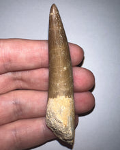 Load image into Gallery viewer, GEM MONSTER SIZE Framed Plesiosaur Tooth just under 3 Inches! Dinosaur Era Marine Reptile!