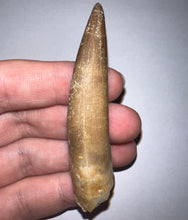 Load image into Gallery viewer, GEM MONSTER SIZE Framed Plesiosaur Tooth just under 3 Inches! Dinosaur Era Marine Reptile!