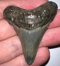 Load image into Gallery viewer, Large Angustidens Fossil Shark Tooth 2.18 Inches! Megalodon Ancestor! Not Repaired!