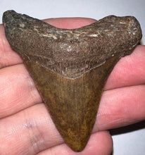 Load image into Gallery viewer, Large Angustidens Fossil Shark Tooth 2.37 Inches! Megalodon Ancestor! Not Repaired!
