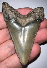 Load image into Gallery viewer, Large Angustidens Fossil Shark Tooth 2.51 Inches! Megalodon Ancestor! Not Repaired!