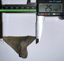 Load image into Gallery viewer, Large Angustidens Fossil Shark Tooth 2.51 Inches! Megalodon Ancestor! Not Repaired!