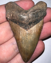 Load image into Gallery viewer, Large Angustidens Fossil Shark Tooth 2.5 Inches! Megalodon Ancestor! Not Repaired!