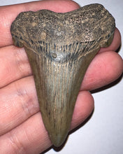 Load image into Gallery viewer, Huge Auriculatus Fossil Shark Tooth 2.58 Inches! Megalodon Ancestor! Not Repaired!
