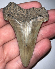 Load image into Gallery viewer, Huge Auriculatus Fossil Shark Tooth 2.58 Inches! Megalodon Ancestor! Not Repaired!
