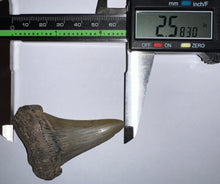 Load image into Gallery viewer, Huge Auriculatus Fossil Shark Tooth 2.58 Inches! Megalodon Ancestor! Not Repaired!