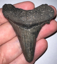 Load image into Gallery viewer, Large Angustidens Fossil Shark Tooth 2.66 Inches! Megalodon Ancestor! Not Repaired!