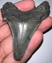 Load image into Gallery viewer, Large Angustidens Fossil Shark Tooth 2.66 Inches! Megalodon Ancestor! Not Repaired!