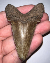 Load image into Gallery viewer, Huge Auriculatus Fossil Shark Tooth 2.74 Inches! Megalodon Ancestor! Not Repaired!
