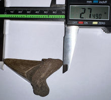 Load image into Gallery viewer, Huge Auriculatus Fossil Shark Tooth 2.74 Inches! Megalodon Ancestor! Not Repaired!