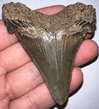 Load image into Gallery viewer, Huge Auriculatus Fossil Shark Tooth 2.84 Inches! Megalodon Ancestor! Not Repaired! Incredible Serrations!