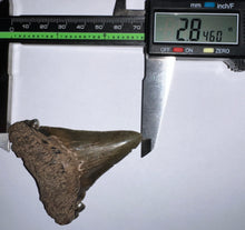Load image into Gallery viewer, Huge Auriculatus Fossil Shark Tooth 2.84 Inches! Megalodon Ancestor! Not Repaired! Incredible Serrations!