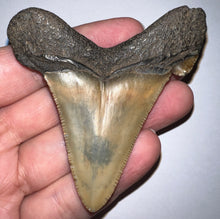 Load image into Gallery viewer, Huge Auriculatus Fossil Shark Tooth 2.94 Inches! Megalodon Ancestor! Not Repaired!