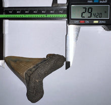 Load image into Gallery viewer, Huge Auriculatus Fossil Shark Tooth 2.94 Inches! Megalodon Ancestor! Not Repaired!