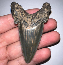 Load image into Gallery viewer, Huge Auriculatus Fossil Shark Tooth 2.89 Inches! Megalodon Ancestor! Not Repaired!